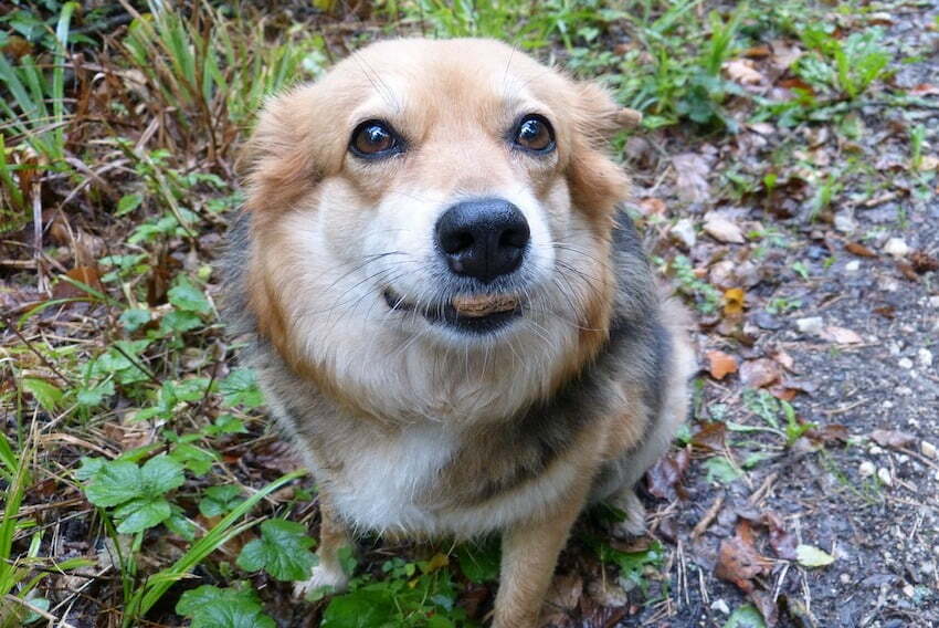 Do Vietnamese eat dog meat? What do the young locals say? Saigon Kiss