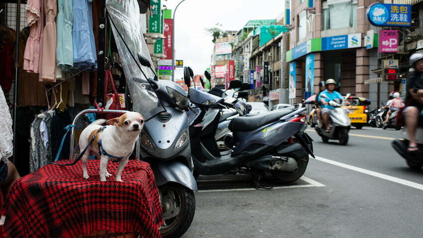 Do Vietnamese Eat Dog Meat? What Do The Young Locals Say? - Saigon Kiss ...